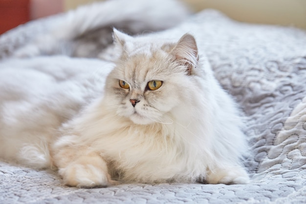 British long-haired white cat is sitting at home on the bed.