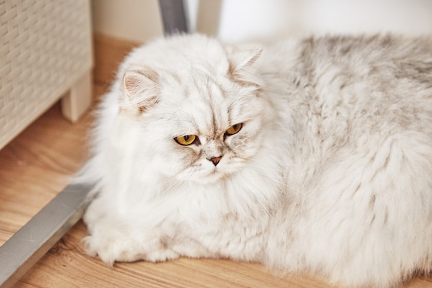 British long-haired white cat is sitting at home on the parquet floor.