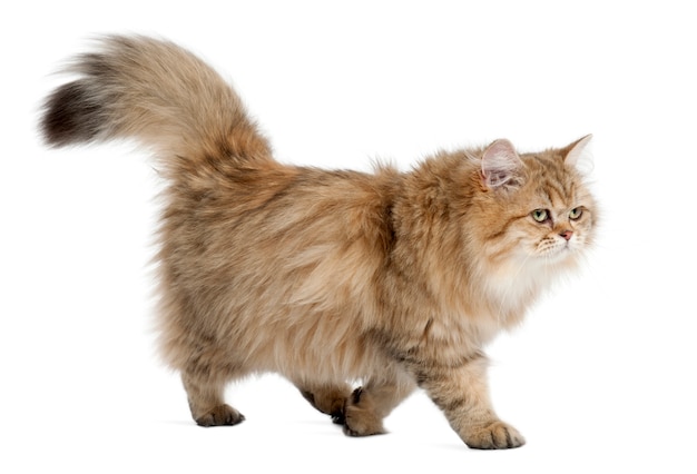 British Longhair cat (4 months old)