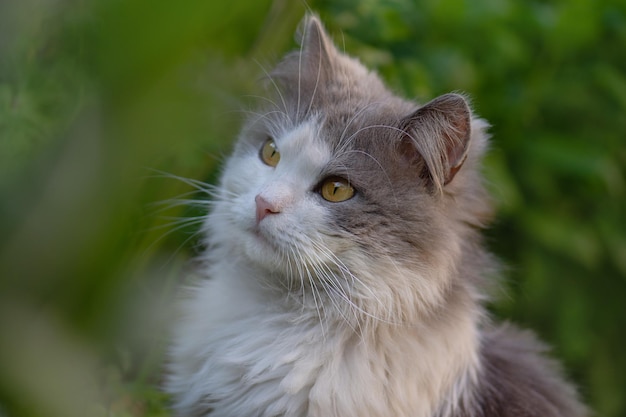 British longhair cat having fun outdoor Portrait of cute short hair cat Portrait of adorable gray kitten