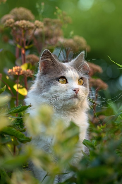 British longhair cat having fun outdoor Portrait of cute short hair cat Portrait of adorable gray kitten