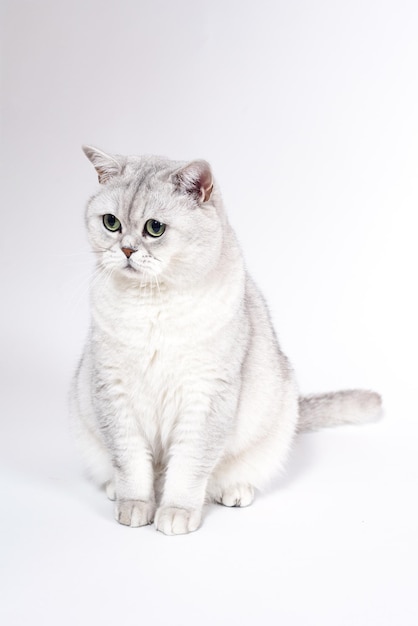 British Lorthair smoky cat isolated on white is sitting and watc