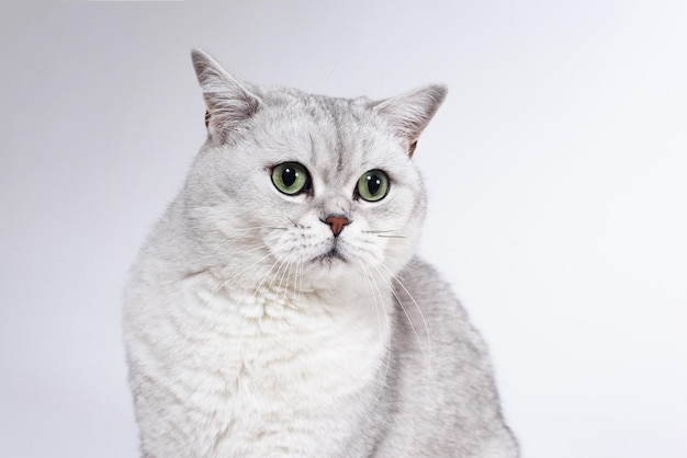 British Lorthair smoky cat isolated on white is sitting and watc