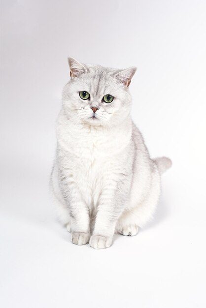 British Lorthair smoky cat isolated on white is sitting and watc