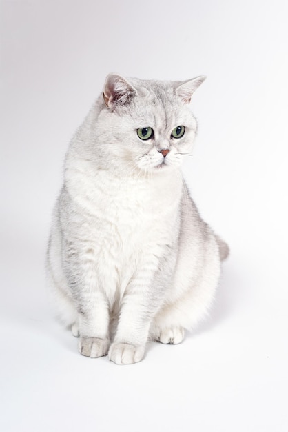 British Lorthair smoky cat isolated on white is sitting and watc