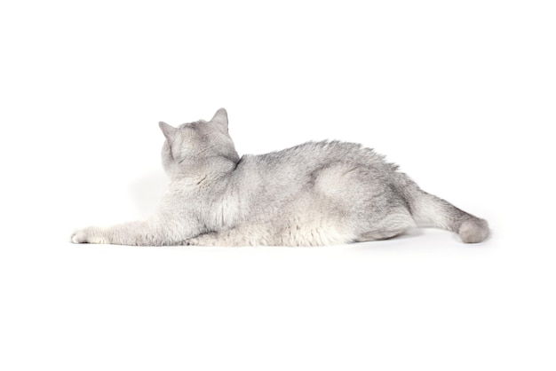 British Lorthair smoky cat isolated on white lying relaxed and t