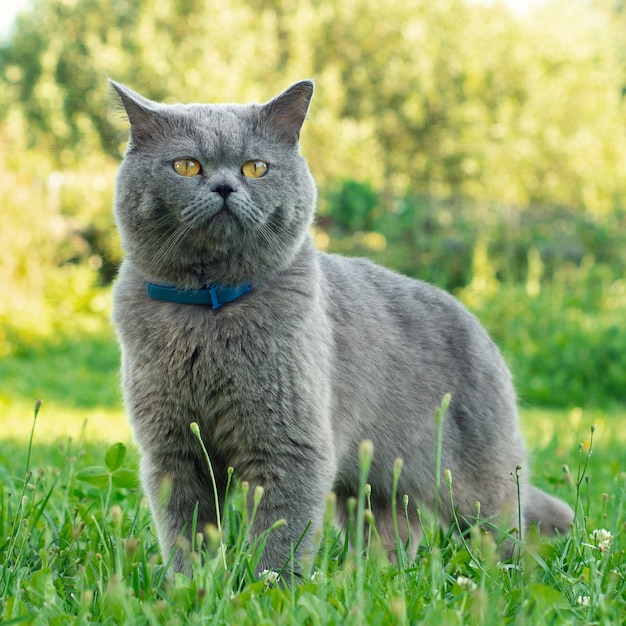 British short hair cat wearing a blue flea collar stands in green grass in the summer garden