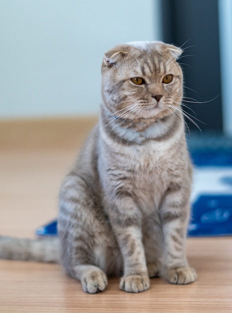 The British Shorthair cat cute happy to play pet animal relax sleeps