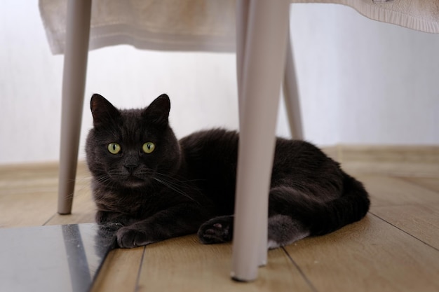 British shorthair cat head closeup with green eyes under chair