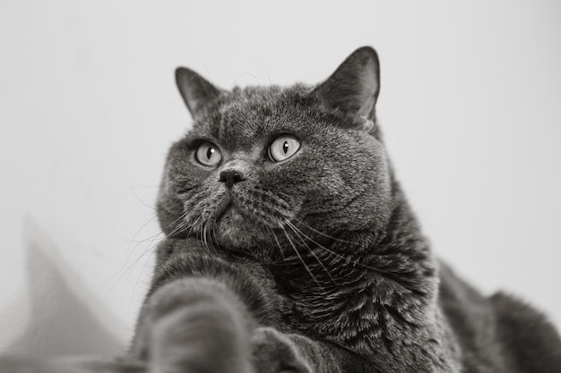 British Shorthair cat portrait on a white background