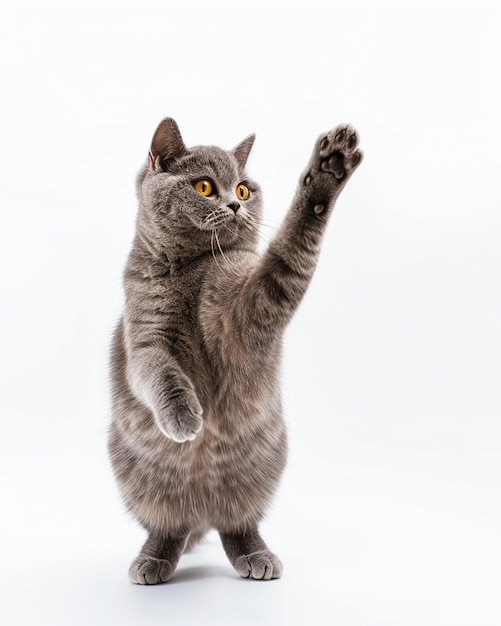 A British shorthair cat standing on two legs with its front paws raised up white background