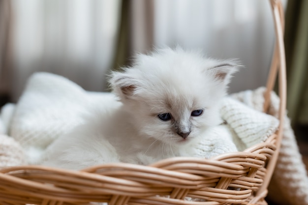 British shorthair kitten sleeping in a wicker basket Siberian nevsky masquerade cat color point