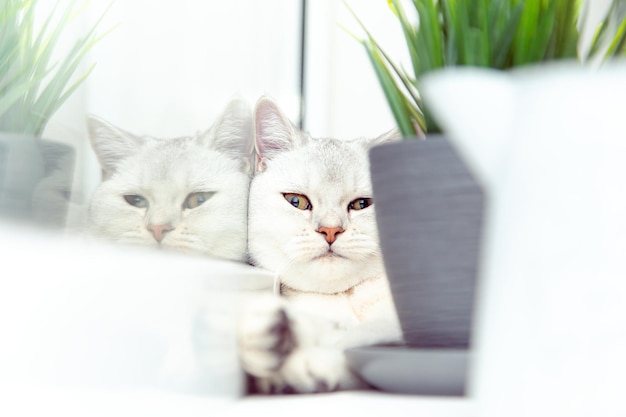 British shorthaired silver cat lies on the windowsill. It is hiding behind a flower pot.