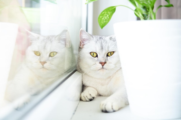 British silver cat lies on the windowsill