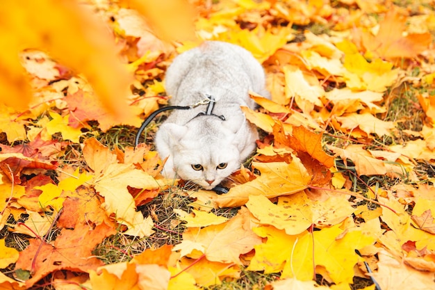 British silver cat walking in the autumn park