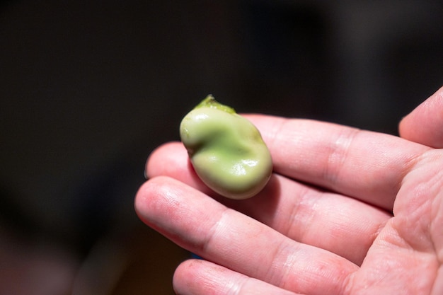 Broad beans