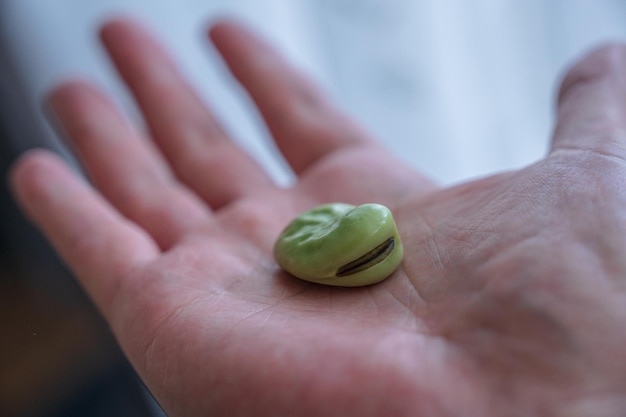 Broad beans