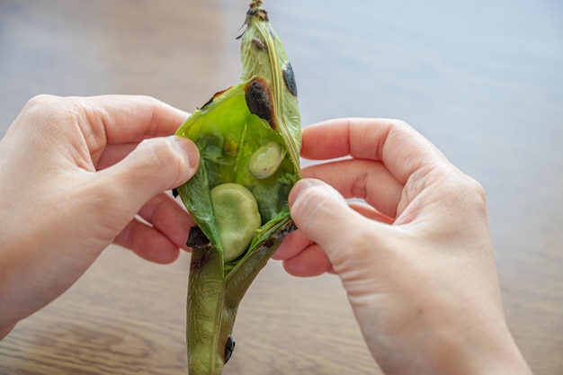 Broad beans