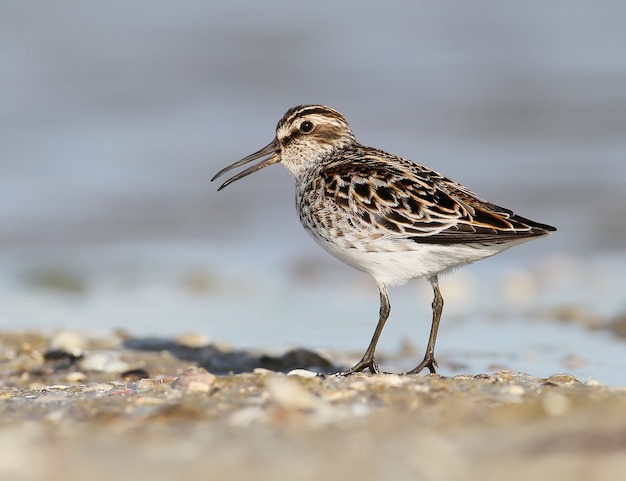 The broad-billed sandpiper (Calidris falcinellus) close up portrait.