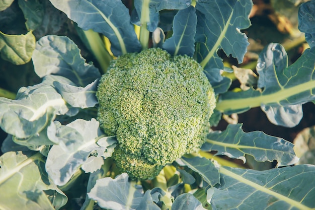 Broccoli cabbage in the garden. Selective focus.