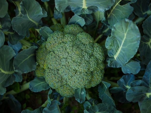 Broccoli in the garden a head of broccoli in the garden in the home garden