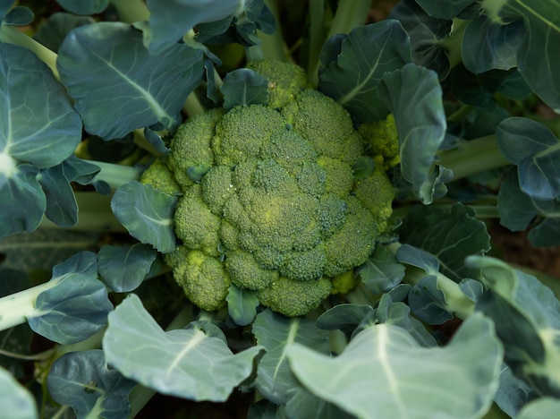 Broccoli in the garden a head of broccoli in the garden in the home garden