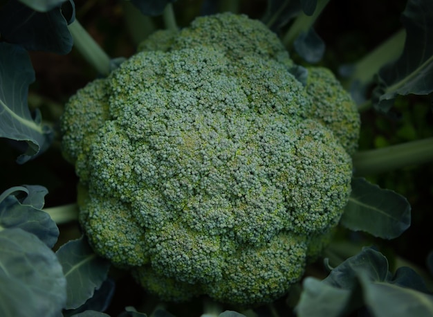 Broccoli in the garden a head of broccoli in the garden in the home garden