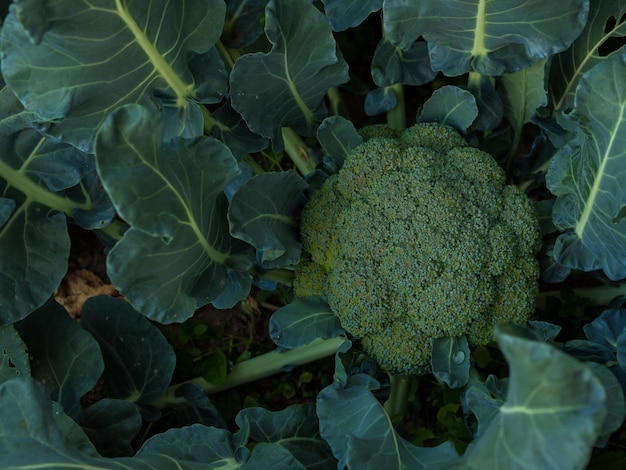 Broccoli in the garden a head of broccoli in the garden in the home garden