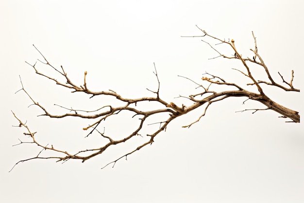 Broken Acacia Tree Branch on White Background Fragile and Dry Element with Isolated Detail