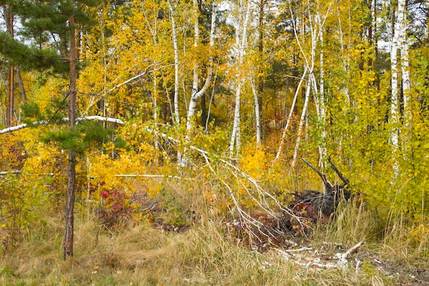 Broken birch tree in the autumn forest Closeup