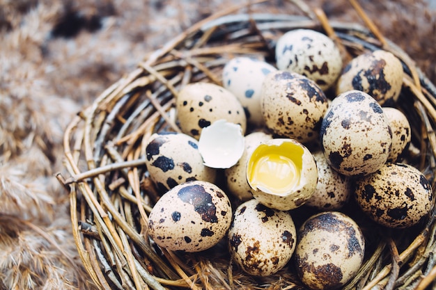 Broken egg in nest 