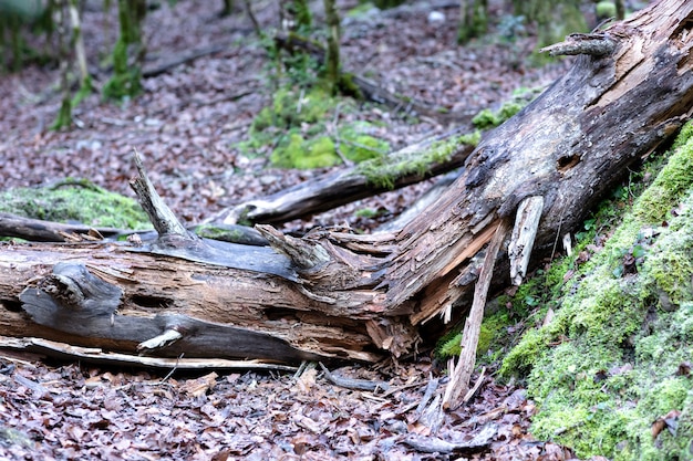 Broken old tree