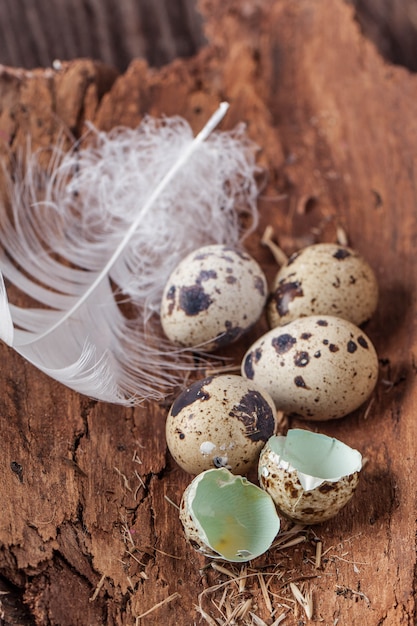 Broken quail egg with the leaked yolk