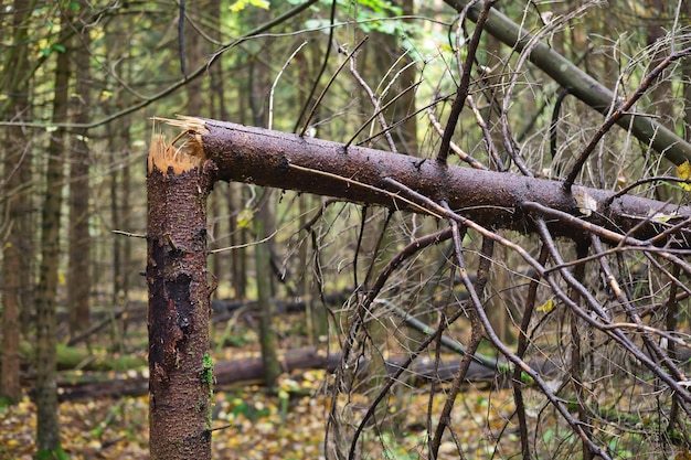 Broken tree trunk in the forest Fallen pine tree