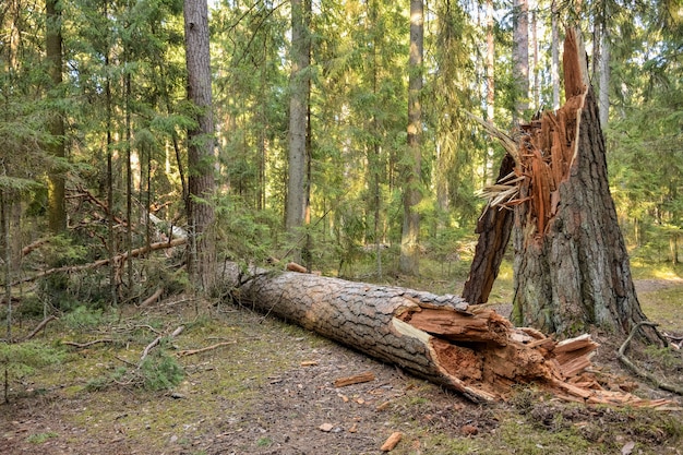 Photo broken tree trunk in the forest