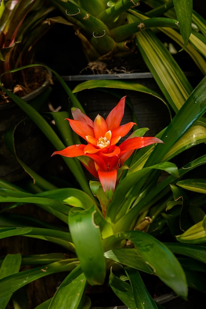 Bromelia (family: Bromeliaceae, subfamily: Bromelioideae) flower plant