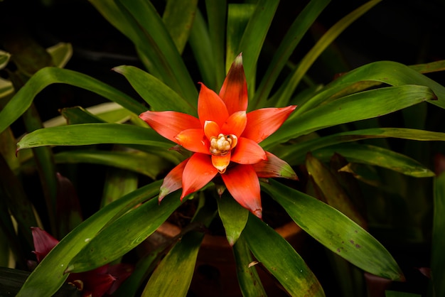 Bromelia (family: Bromeliaceae, subfamily: Bromelioideae) flower plant