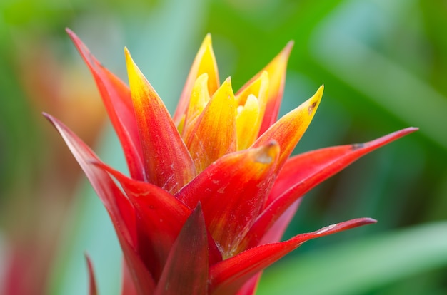 Bromeliad flower