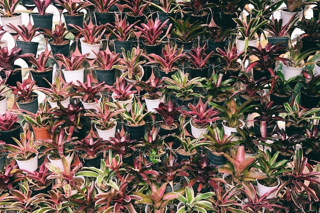 Bromeliads in pot hang it on a natural wall Plant wall bromeliad flower in the garden