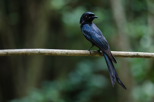 Bronze Drongo bird (Dicrurus aeneus)