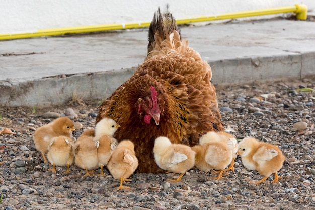 Brooding hen and chicks in a farm