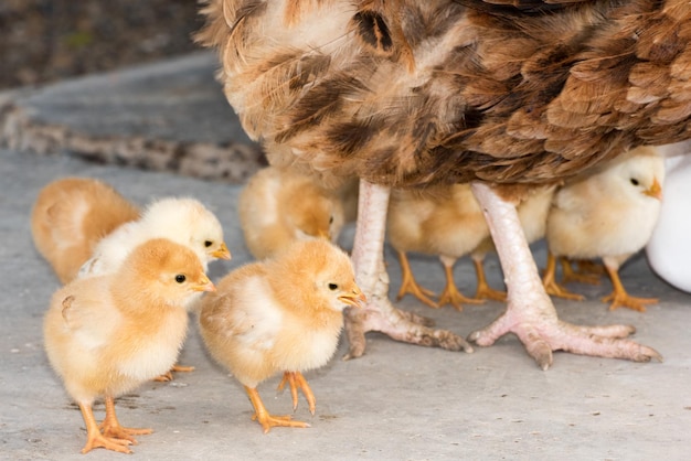 Photo brooding hen and chicks in a farm