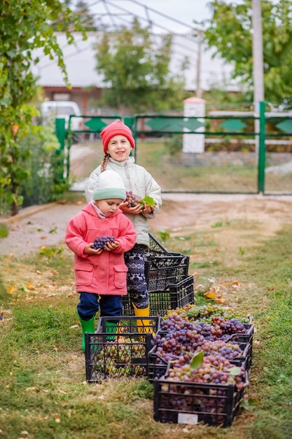 Brother and sister with grapes in their hands in the garden harvest on the farm children tear grapes