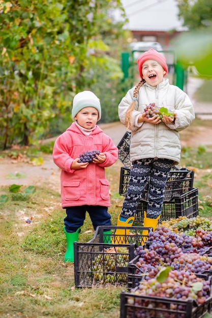 Brother and sister with grapes in their hands in the garden harvest on the farm children tear grapes