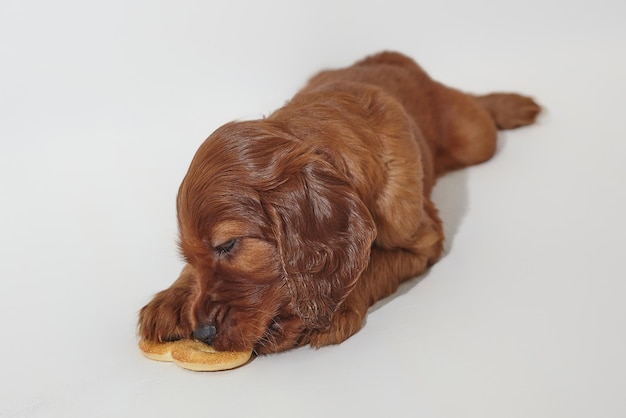 Brown adorable Irish setter puppy photo shoot in the studio on a white background