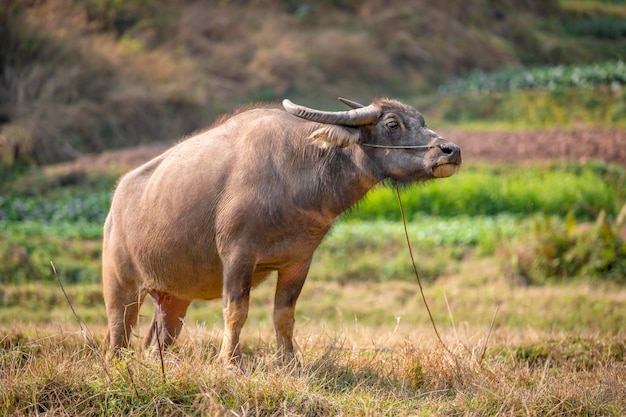 Brown Asian cow standing on grass field against the evening light