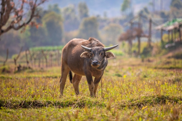 Brown Asian cow standing on grass field against the evening light