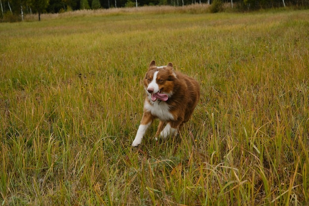 Brown Australian Shepherd dog runs in field on green grass Happy and energetic breed of dog