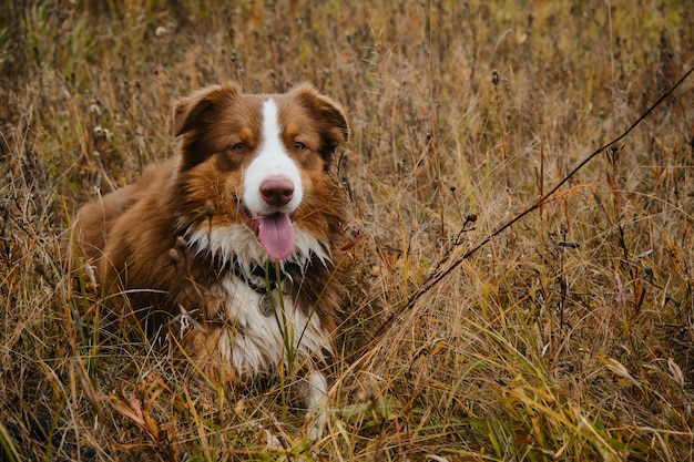 Brown Australian Shepherd tired and resting while walking in nature