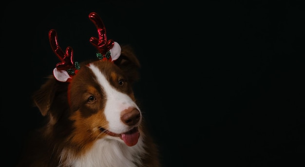 Brown Australian Shepherd wears red horns Christmas deer on head and smiles Web banner